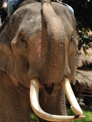 Uttarashada Nakshatra symbol elephant tusk